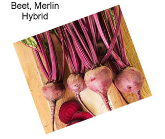 Beet, Merlin Hybrid