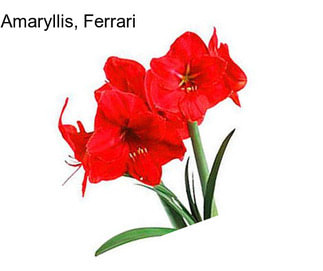 Amaryllis, Ferrari