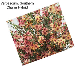 Verbascum, Southern Charm Hybrid