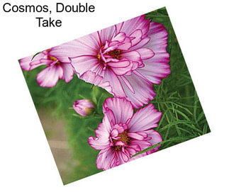 Cosmos, Double Take