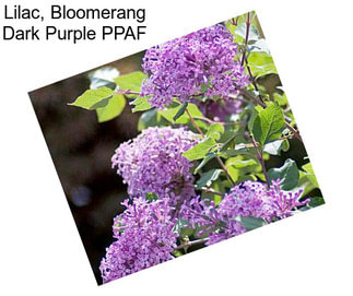 Lilac, Bloomerang Dark Purple PPAF