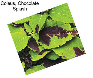 Coleus, Chocolate Splash