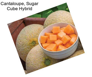 Cantaloupe, Sugar Cube Hybrid