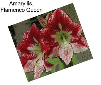 Amaryllis, Flamenco Queen