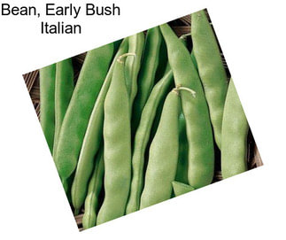 Bean, Early Bush Italian