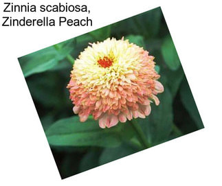 Zinnia scabiosa, Zinderella Peach