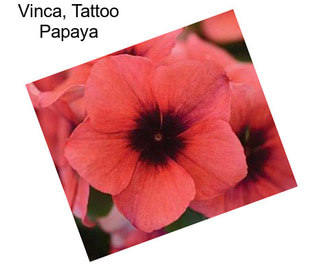 Vinca, Tattoo Papaya