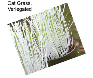 Cat Grass, Variegated