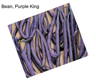 Bean, Purple King