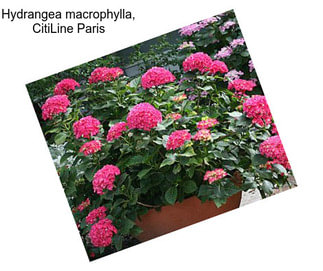 Hydrangea macrophylla, CitiLine Paris