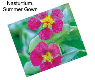 Nasturtium, Summer Gown