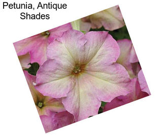 Petunia, Antique Shades