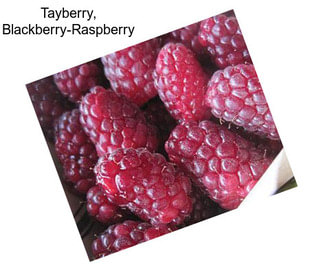 Tayberry, Blackberry-Raspberry