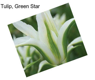 Tulip, Green Star