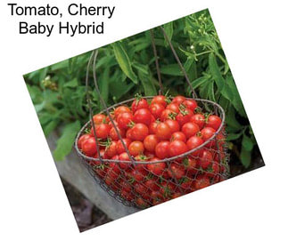 Tomato, Cherry Baby Hybrid