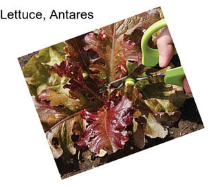 Lettuce, Antares