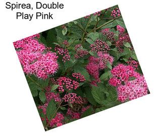 Spirea, Double Play Pink