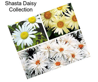 Shasta Daisy Collection