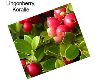 Lingonberry, Koralle