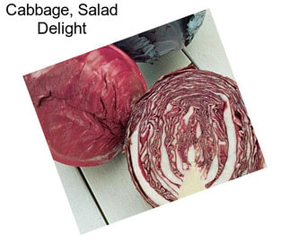 Cabbage, Salad Delight