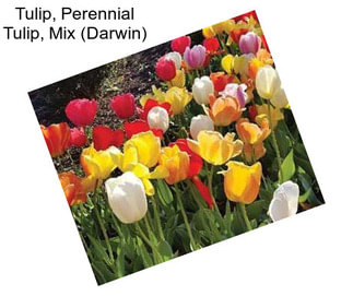 Tulip, Perennial Tulip, Mix (Darwin)