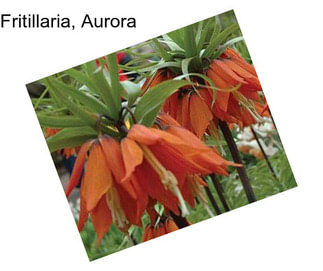 Fritillaria, Aurora