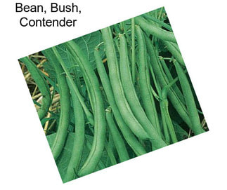 Bean, Bush, Contender