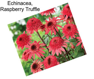 Echinacea, Raspberry Truffle