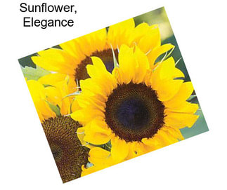 Sunflower, Elegance