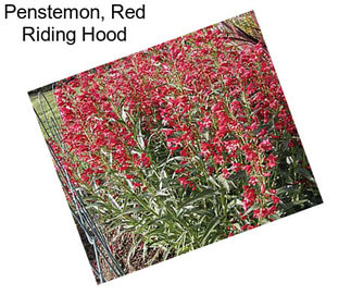 Penstemon, Red Riding Hood