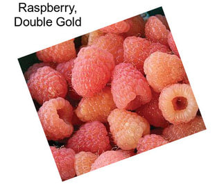 Raspberry, Double Gold