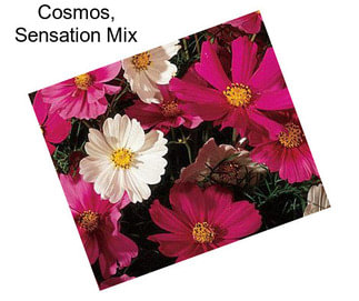 Cosmos, Sensation Mix