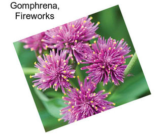 Gomphrena, Fireworks