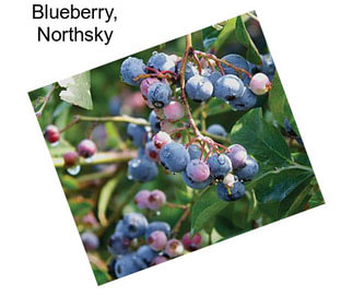 Blueberry, Northsky