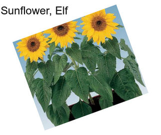 Sunflower, Elf