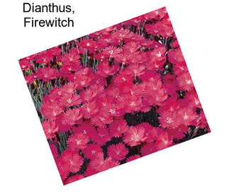Dianthus, Firewitch