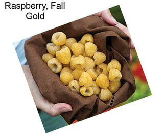 Raspberry, Fall Gold