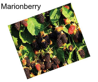 Marionberry