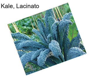 Kale, Lacinato