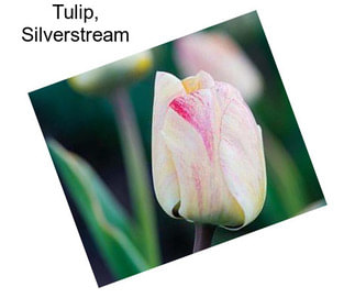 Tulip, Silverstream