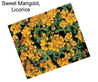Sweet Marigold, Licorice