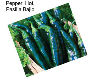 Pepper, Hot, Pasilla Bajio