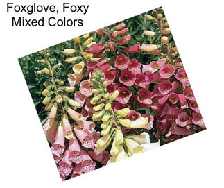 Foxglove, Foxy Mixed Colors
