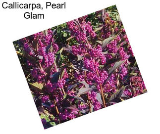 Callicarpa, Pearl Glam