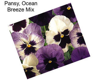 Pansy, Ocean Breeze Mix