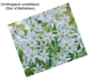 Ornithogalum umbellatum (Star of Bethlehem)