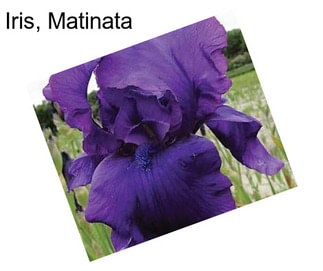 Iris, Matinata