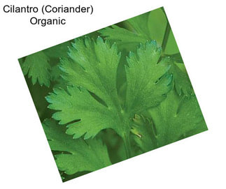 Cilantro (Coriander) Organic