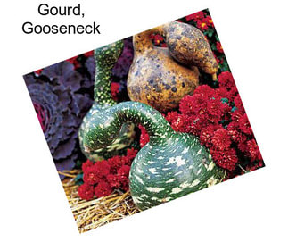 Gourd, Gooseneck