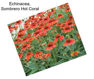 Echinacea, Sombrero Hot Coral